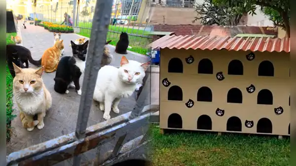 El ÚNICO hotel público para gatos en Miraflores que albergará a más de 200 felinos durante días fríos