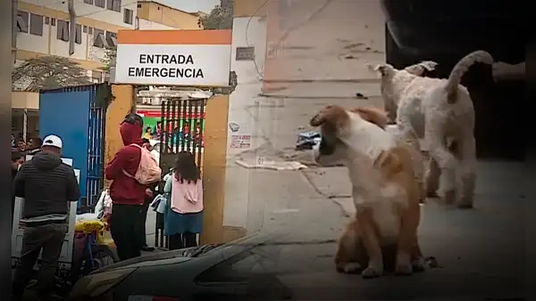 SMP: hombre golpea en el abdomen a mujer embarazada quien le increpó por agredir a un perro