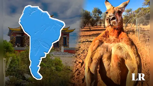 El país de Sudamérica que perdería una 'guerra' contra los canguros de Australia: cada ciudadano pelearía contra 14