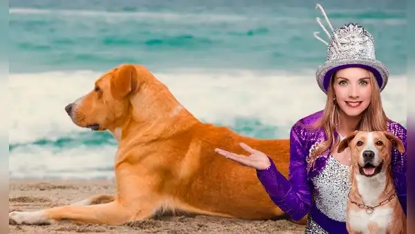 ‘Vaguito’ debutará en el circo tras éxito de película en cines, pero usuarios explotan: “Se estresa”