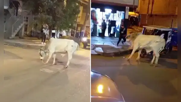 Santa Anita: toro embiste a transeúntes y desata caos en calles tras escaparse de camión