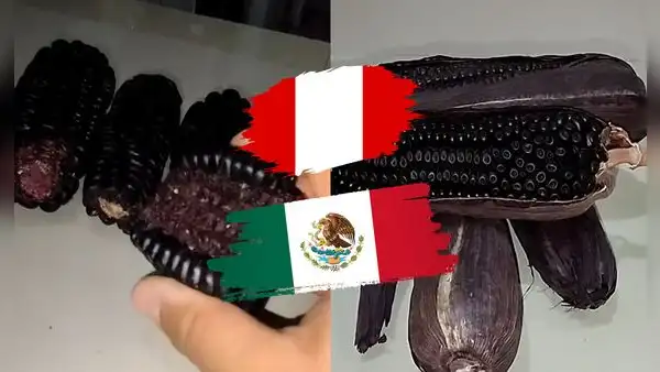Mexicano compara el maíz morado peruano con el de su país y queda sorprendido: “Me gustó más”