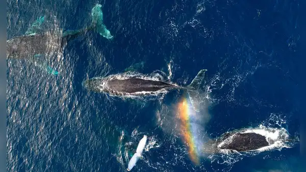 Científicos hallan sorprendente cambio en fisiología de ballenas tras pandemia de COVID-19