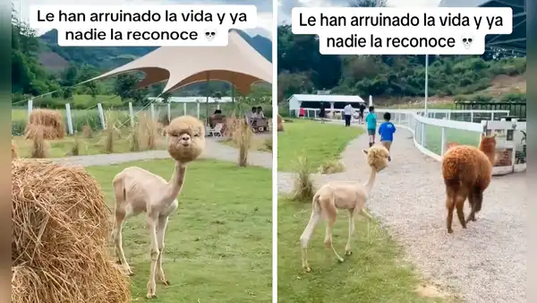 Alpaca esquilada e ignorada por sus compañeras genera bromas: “Cuando no tienes lana a nadie le importas”
