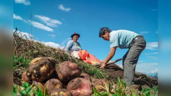 Sector agropecuario creció 5,4% en los primeros cinco meses del año