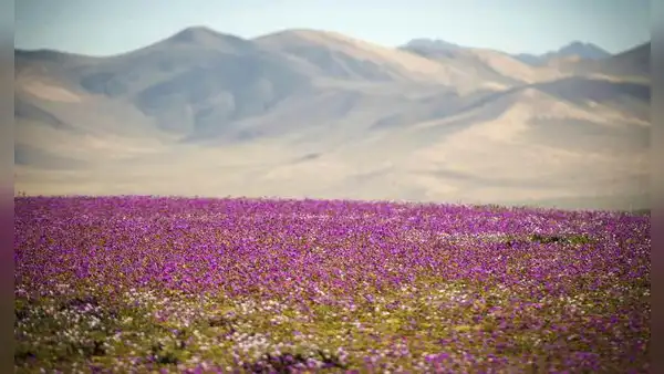 El desierto más seco del mundo se llena de flores en un raro fenómeno: se encuentra en Sudamérica