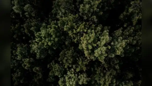 Minem acoge iniciativa del sector privado para explorar gas natural en reservas protegidas