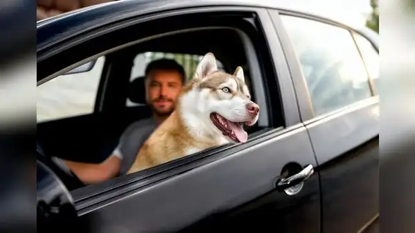 ¿Sabías que puedes recibir una papeleta por llevar mascotas de manera inadecuada en tu vehículo?