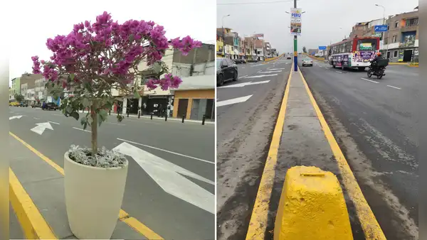Vecinos de SMP denuncian que Rafael López Aliaga renueva av. Perú, pero luego se llevan las macetas tras ceremonia