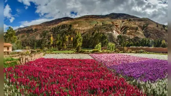 La CIUDAD DE LAS FLORES: descubre que LOCALIDAD PERUANA recibe este nombre y cuántas especies florales alberga