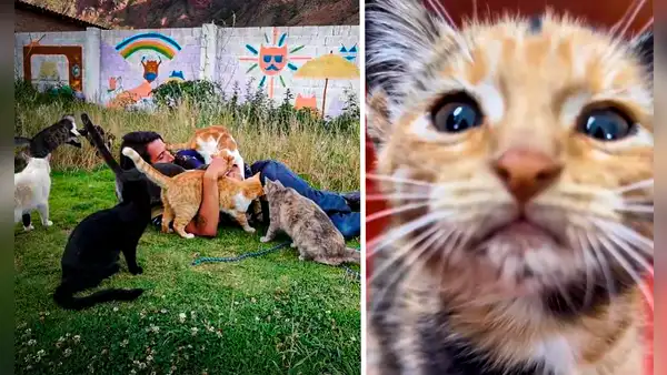 El peruano que pasó de limpiar baños en EE. UU. a fundar el refugio para gatos más grande del Perú: "El abandono no termina"