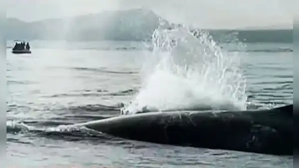 Ballena lucha por salvar a su cría que quedó atrapada entre las redes de pesca en mar de Tumbes