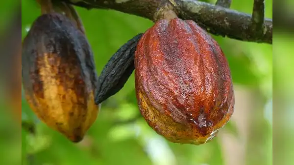 El cacao de Amazonas tendrá su propio Consejo Regulador de la Denominación de Origen