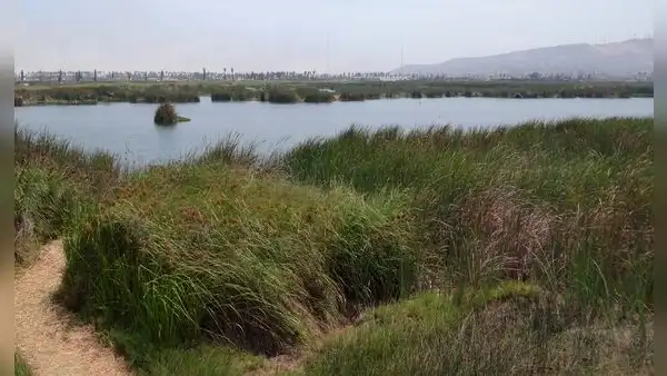 Chorrillos: encuentran un feto abandonado a pocos metros de los Pantanos de Villa