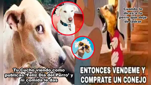 Día Mundial del Perro 2024: Disfruta los memes más hilarantes para celebrar a nuestro mejor amigo de 4 patas