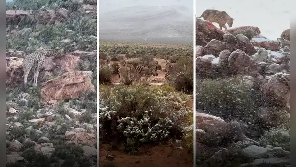 Cae nieve en África: las impresionantes imágenes, videos y la razón detrás del insólito fenómeno