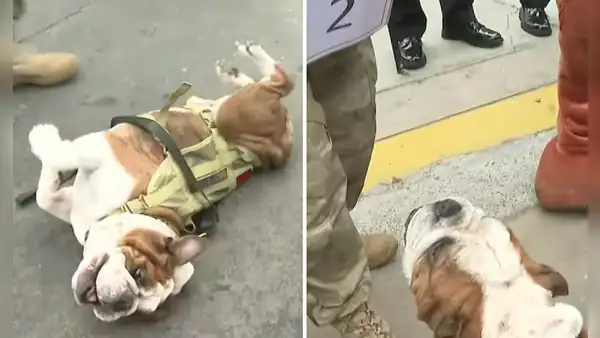 Conoce a Velox, el perro matemático del Gran Desfile Civico Militar 2024: suma y resta con ladridos