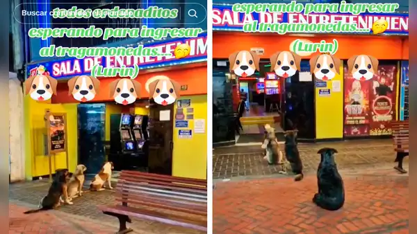 Perros ‘hacen cola’ para entrar a tragamonedas y en redes les dicen: “Firulais ludo-patas”