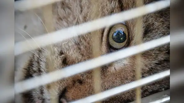El país de América Latina que superó a Chile y Brasil como el que más crueldad animal infringe en el mundo