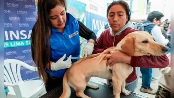 ‘VanCan 2024': Minsa alista campaña de vacunación contra la rabia a más de 3 millones perros a nivel nacional