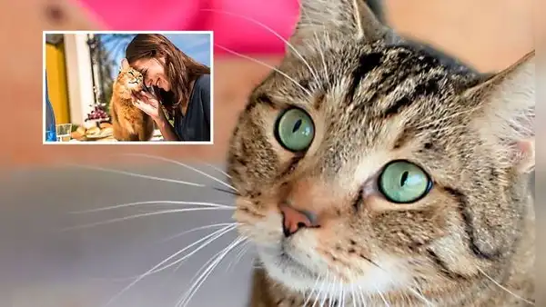 HOY es el Día del Gato 2024: ¿por qué se celebra el 8 de agosto y en otras dos fechas más en el año?