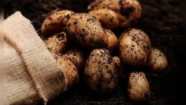 Producción agrícola se modera en junio, pero anota crecimiento de 6,6% al primer semestre 2024