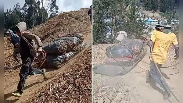 Agricultores peruanos emplean ingeniosa técnica para mover sacos de papas y dicen: “Valen un Perú”