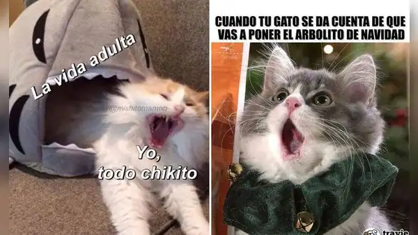 ¡Gatitos virales! Los mejores memes del Día Internacional del Gato que te harán reír sin parar"