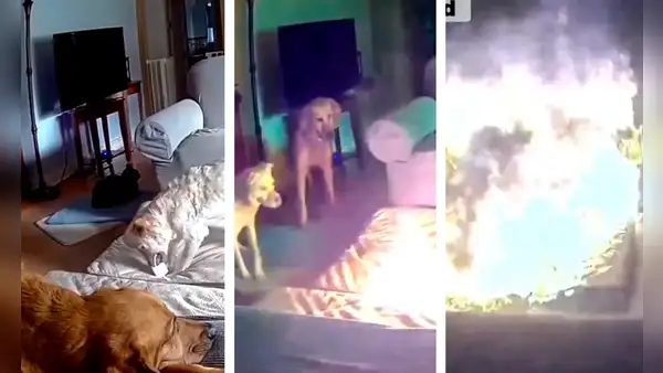 Perro muerde batería de litio, causa explosión y genera incendio: accidente fue captado en VIDEO