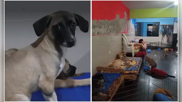 Detonan explosivo en albergue de perros: extorsionadores exigen S/20.000 al dueño del negocio
