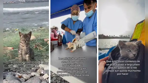 La isla del CALLAO con más de 100 gatos abandonados: varios tenían quemaduras por la exposición al sol