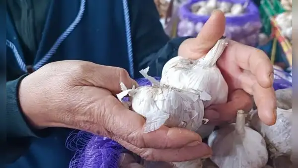 Precio del ajo se dispara: el kilo alcanza los 40 soles y podría llegar a 60 en estas regiones del Perú