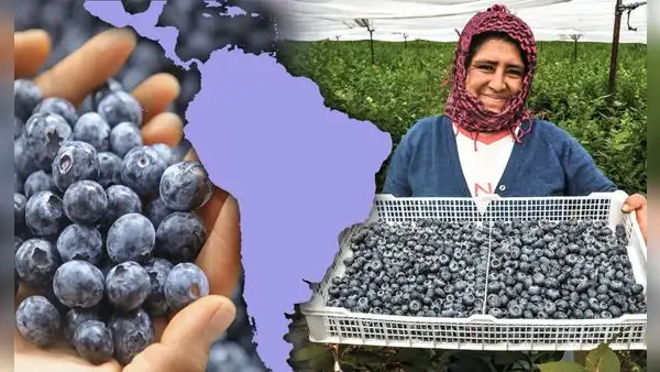 Sudamérica tiene el país con mayor exportación de arándanos, el 'oro azul' que previene enfermedades al corazón
