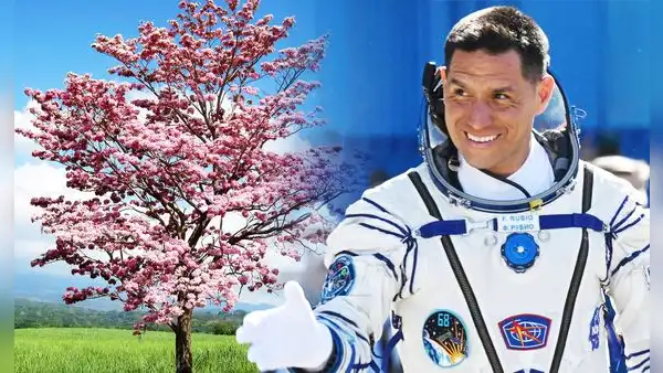 El primer árbol que nació de "semillas espaciales" en América Latina: fueron traídas por el astronauta Frank Rubio