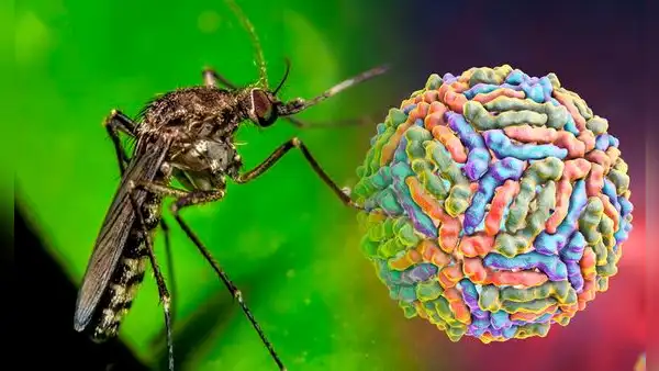 Este es el nuevo virus que amenaza Sudamérica debido al cambio climático: no es la viruela del mono