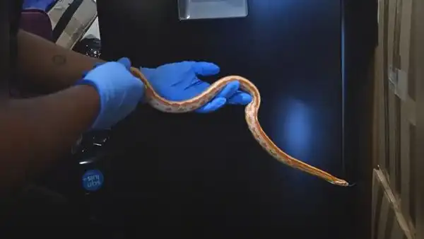 Hallan serpiente nativa de EE. UU. en departamento de Miraflores: habría sido mascota de un residente
