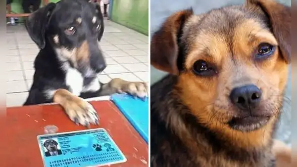 Firulais: el sorprendente significado y por qué muchos perros son llamados así