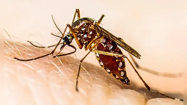 Revelan en Sudamérica que mosquito del dengue es resistente a insecticidas tras mutación genética, según estudio