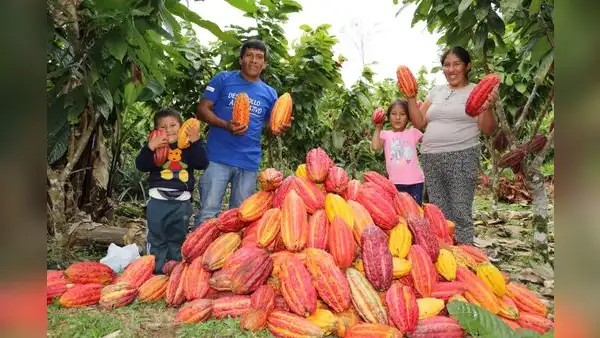 Futuro agridulce para las cooperativas cacaoteras, por Angie Higuchi