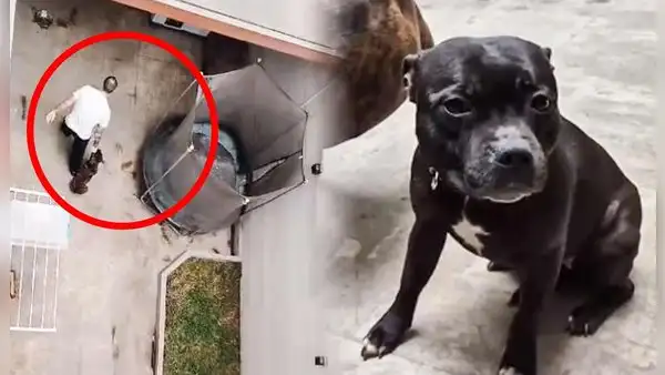 Maltrato animal en Surco: sujeto es grabado por vecinos agrediendo y golpeado a sus perros