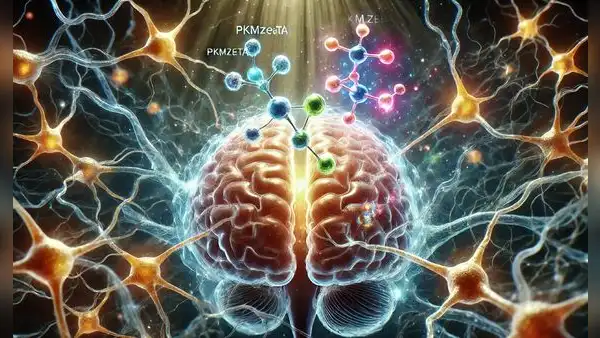 Científicos descubren la molécula clave que mejora recuerdos y podría ayudar en el Alzheimer