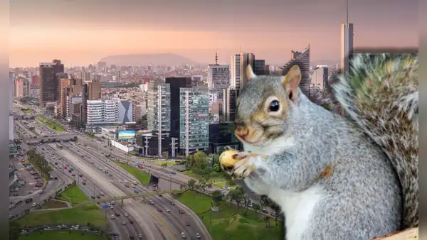 Distritos de Lima se llenan de ardillas: esta es la razón por la que no te les debes acercar ni alimentarlas