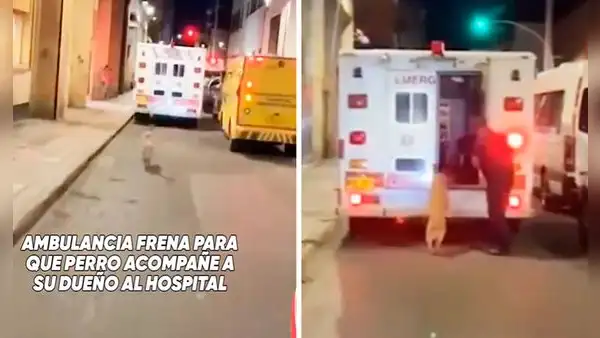 Perrito corre tras ambulancia que lleva a su dueño al hospital, chofer frena y lo suben a vehículo: “Amigo fiel”