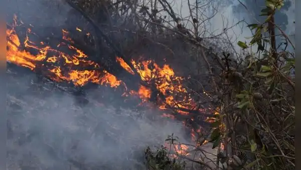 Incendios arrasan miles de hectáreas de bosques y cultivos
