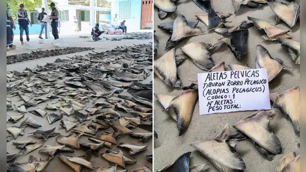 Sunat incauta 1,29 toneladas de aletas de tiburón en Tumbes a una empresa sin documentos