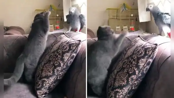 ¡Increíble astucia! Loro imita la voz de su dueño para engañar a un gato y logra salvarse de ataque