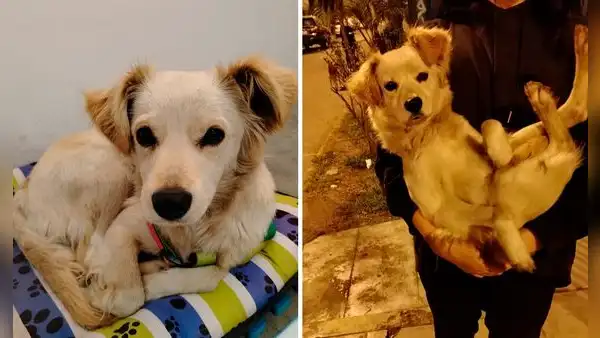 Vecina de Ate rescata a perrita de 7 meses y ahora busca darle un hogar: "No tuve corazón para dejarla"