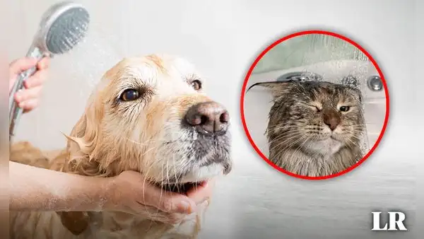 ¿Por qué el baño de tu mascota debe hacerlo un especialista?: esto dijo un dermatólogo