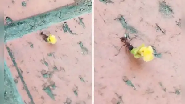 Captan a hormiguita llevando una flor amarilla a su ‘pareja’ y en redes bromean: “A mí ni una manzanilla”