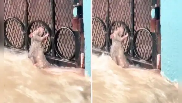Desesperada rata hace llorar a miles al aferrarse a una reja para no ser arrastrada por el desborde de río